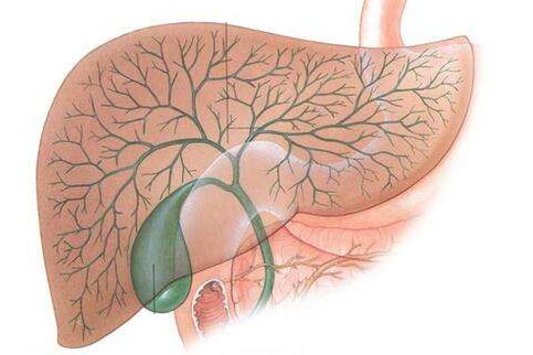 人体胆囊位置图